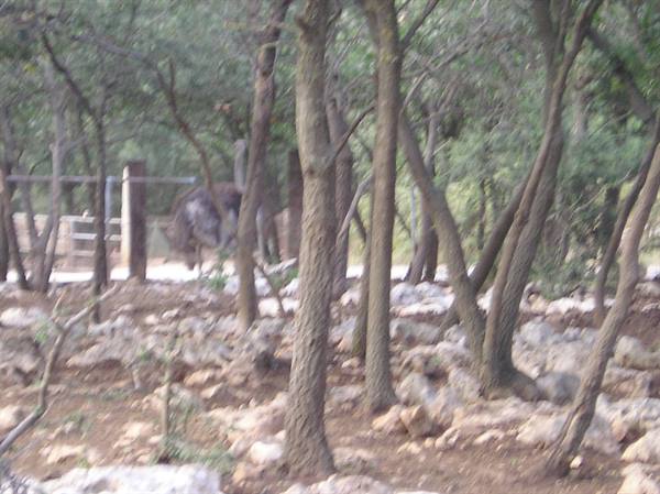 Thin trees and pale rocks, a blurred animal near a fence