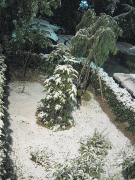 Snowy garden at night, snow-covered conifers, cars parked along the street