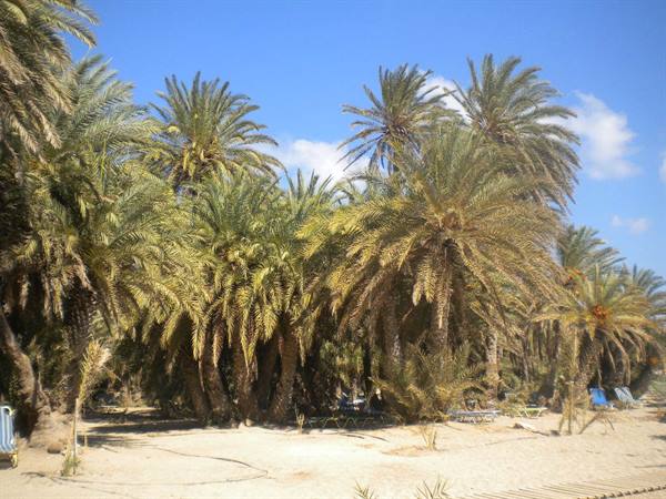 Immense palms