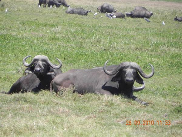 Safari Tsavo East
