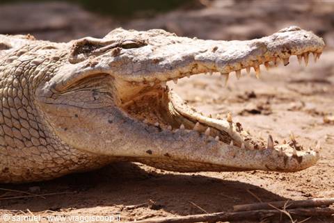 crocodile at the tsavo river