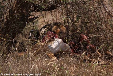 cheetah eating tsavo east