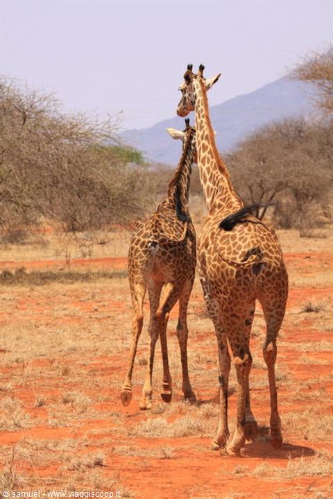 giraffes in the ngutuni reserve