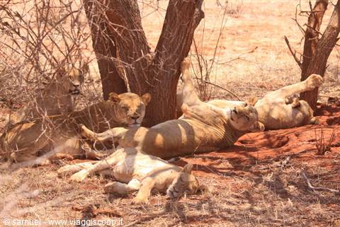 lionesses ngutuni