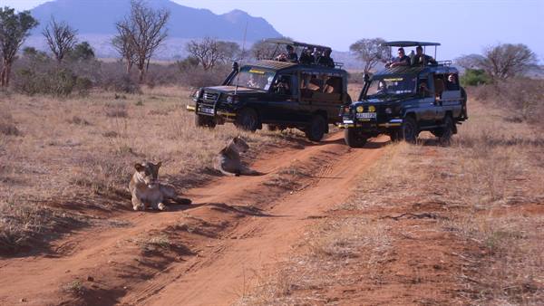 Lionesses resting on the red dirt track, safari jeeps with tourists watching in the savanna