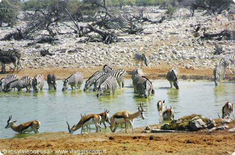 ...at the waterhole... all together ... passionately