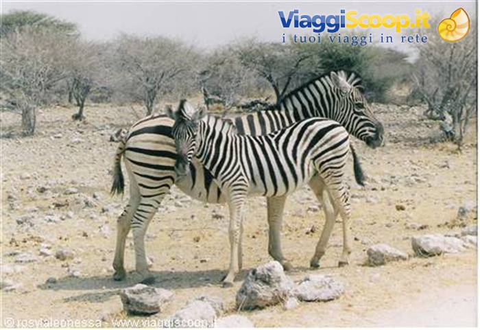 mother zebra with her tender little foal