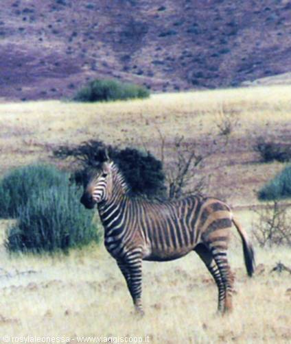 male specimen of mountain zebra