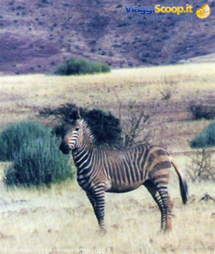 male specimen of mountain zebra
