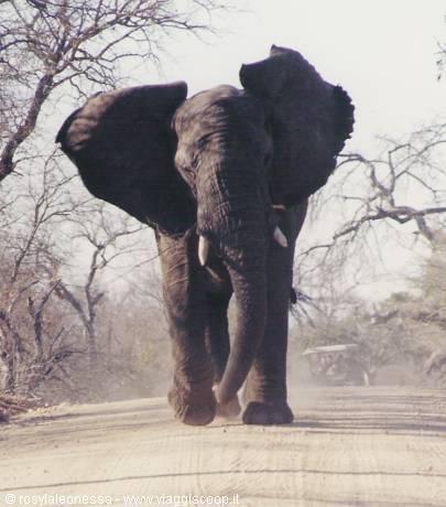 the elephant chasing our jeep...