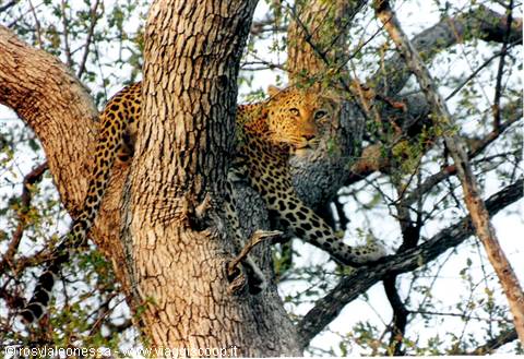 female leopard....