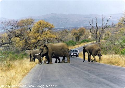 crossing in the Kruger....