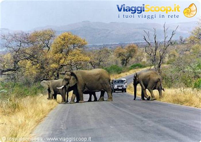 crossing in the Kruger....