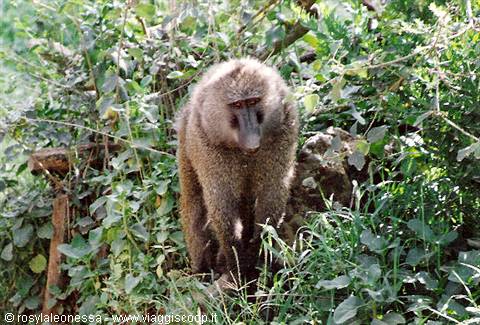 male baboon Kruger Park