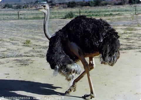 male ostrich