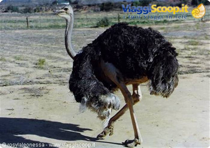 male ostrich