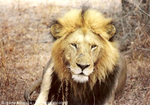 His majesty....