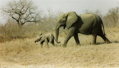 run in the savannah.....