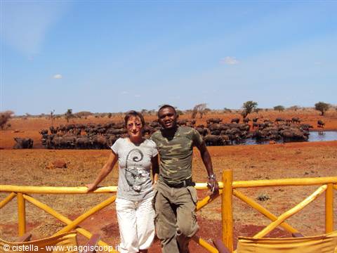 a small part of a buffalo herd