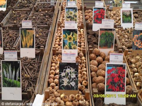 bulbs