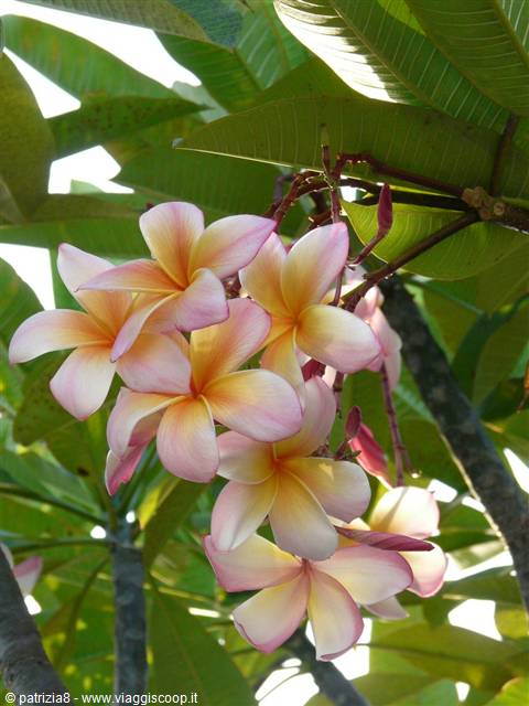 FLOWERS IN vARADERO