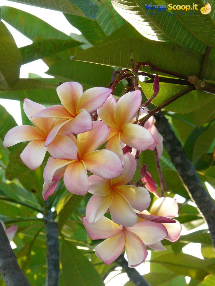 FLOWERS IN vARADERO