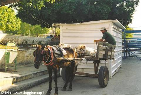 Man in hat on a white cart pulled by a donkey