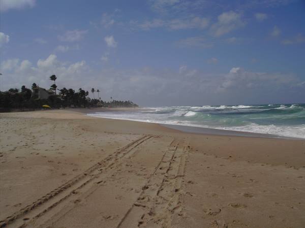 Atlantic waves and vehicle tracks on sand, palms along the beach