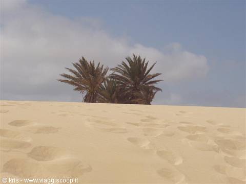 Palm trees behind a sand dune with footprints