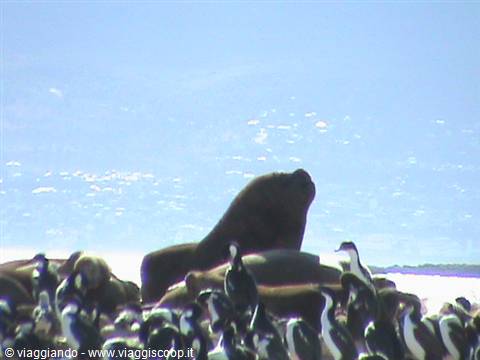 sea lions and cormorants