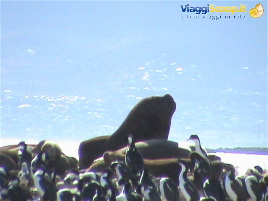 sea lions and cormorants