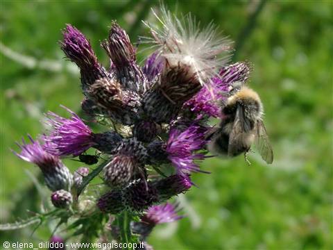 A bumblebee gathering pollen on purple thistle flowers, green meadow behind