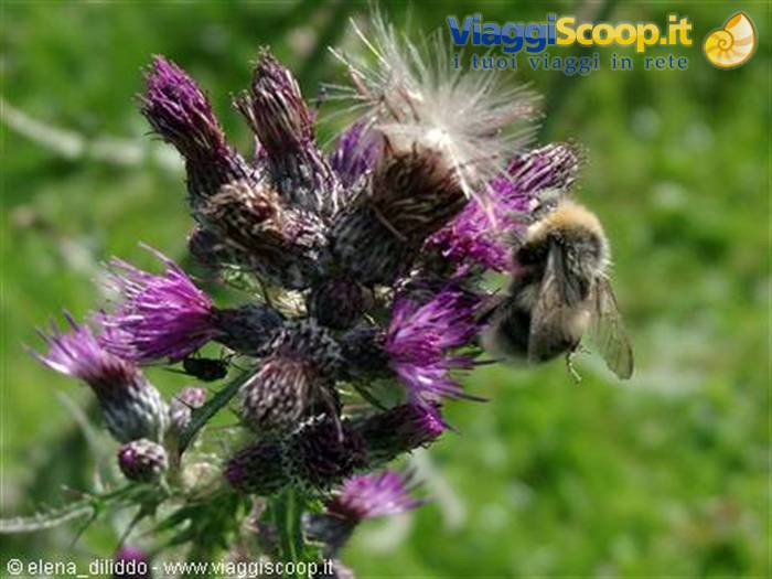 A bumblebee gathering pollen on purple thistle flowers, green meadow behind