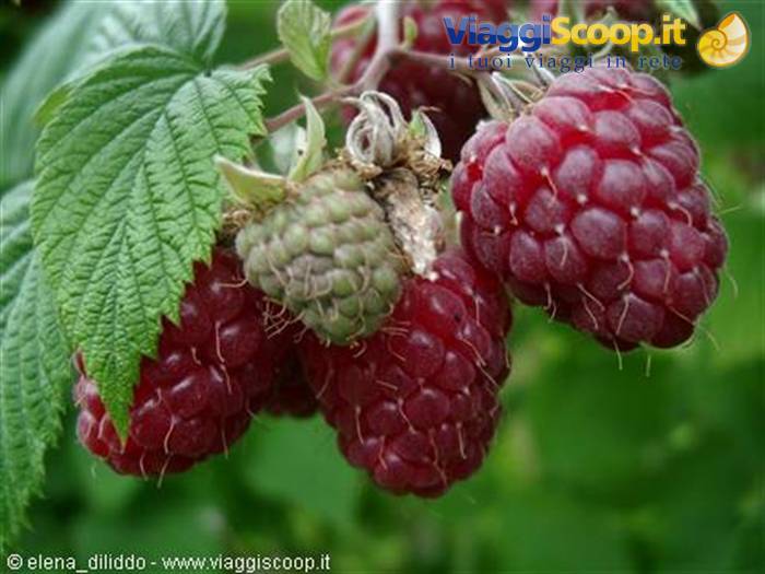 Ripe red raspberries and one unripe green one on branch with leaves