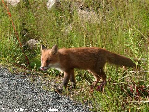 Vesteralen Fox