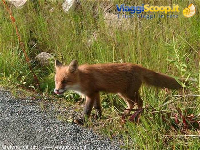 Vesteralen Fox