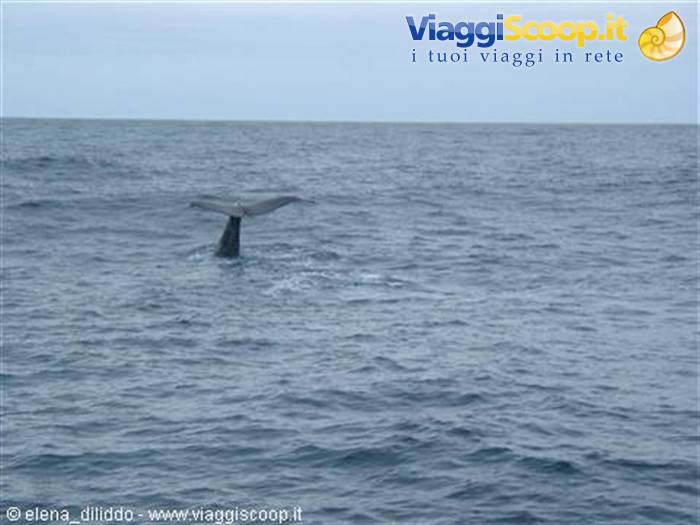 Whale safari