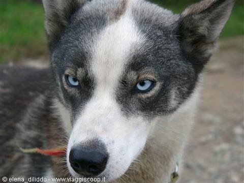 huskies