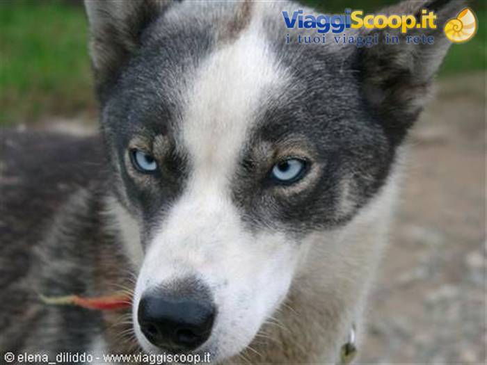 huskies