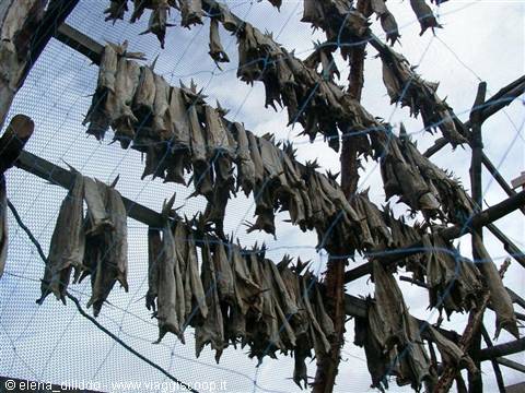 dried fish