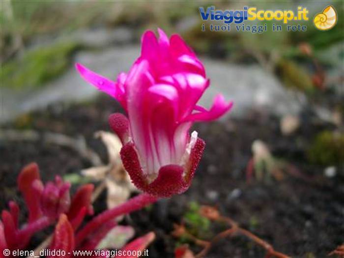 Lofoten