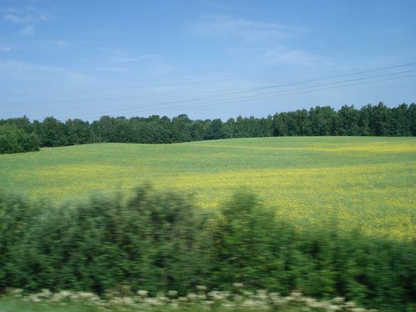 Yellow flowering field and forest blurred from a speeding train