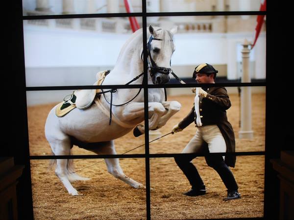 the Lipizzan horses of the Spanish Riding School