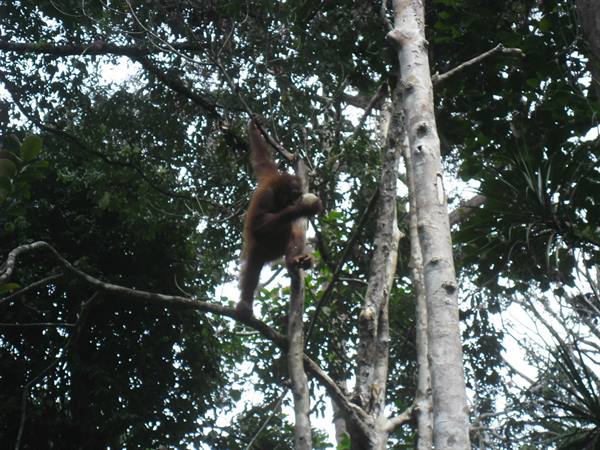 an orangutan at the Senggoh reserve, Sarawak, Malaysian Borneo