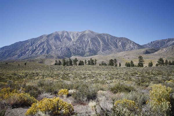 Rocky mountain above shrubs and yellow wildflowers, scattered trees, blue sky