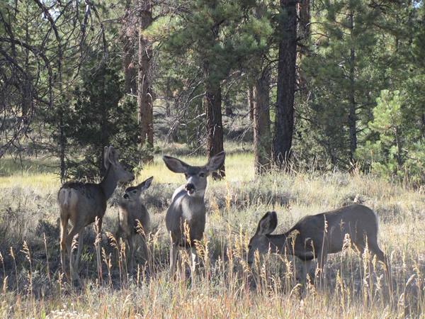 Mule deer grazing among dry grass and pines in sunlight