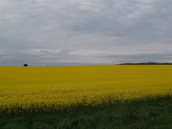 Hungarian Plain -Battonya