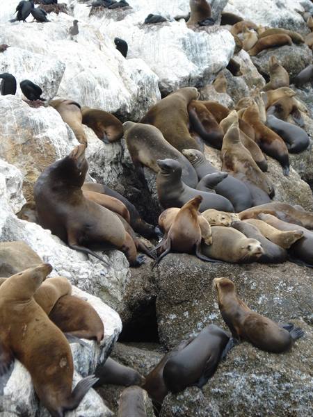 California Sea Lions in Monterey