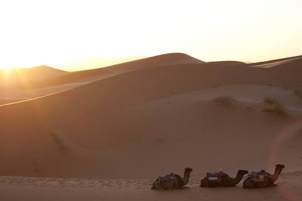 the camels waiting for us to go back to the hotel