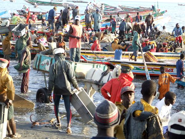 Fishermen unload fish from colorful pirogues, a horse pulls a cart through shallow water